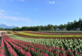 日本北海道田野风景高清电脑桌面主题壁纸(一)