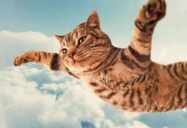 可爱调皮的超萌喵星人小猫特写图片桌面壁纸高清（一）