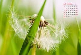 2014年9月日历壁纸小清新绿色护眼被风吹散的蒲公英
