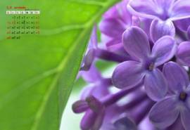高清日历壁纸清新淡雅紫色丁香花唯美特写