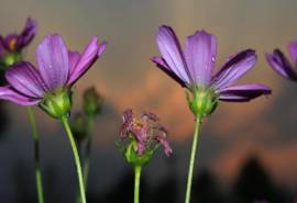 美丽的格桑花花语高清宽屏电脑桌面主题壁纸(二)
