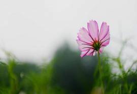 格桑花花语高清宽屏电脑桌面主题壁纸(一)