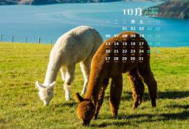 2014年10月日历可爱羊驼草泥马win7高清电脑桌面壁纸大全(一)