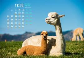 2022年10月日历可爱羊驼草泥马win7高清电脑桌面壁纸大全(二)