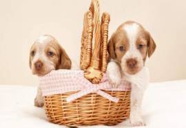 高清狗狗图片可爱名犬宽屏电脑桌面壁纸下载第一辑