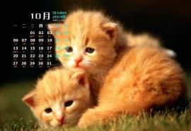高清超可爱萌宠小奶猫高清电脑桌面壁纸图片下载(二)