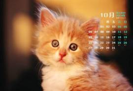 高清超可爱萌宠小奶猫高清电脑桌面壁纸(三)