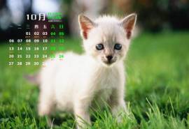 高清超可爱萌宠小奶猫高清电脑桌面壁纸图片下载(一)