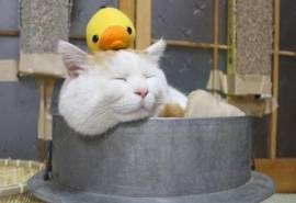 爱卖萌的可爱白色猫咪搞笑图片桌面壁纸高清