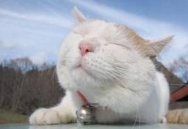 爱卖萌的可爱白色猫咪搞笑图片桌面壁纸高清
