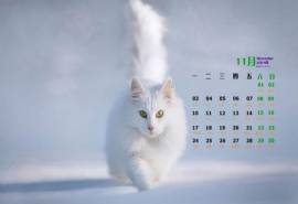 高清小动物桌面壁纸可爱的萌宠白色小猫高清图片