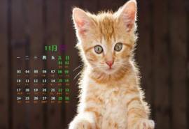 高清萌宠桌面壁纸可爱的小猫高清图片