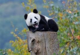 国宝熊猫憨态可掬呆萌治愈高清桌面壁纸第三辑