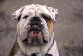 可爱狗狗图片英国斗牛犬经典电脑桌面壁纸第三辑
