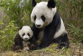 国宝熊猫可爱高清图片合集电脑桌面壁纸下载第二辑