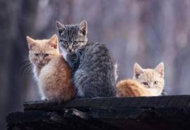 高清小萌猫可爱乖巧猫咪图片合集电脑桌面壁纸下载第一辑