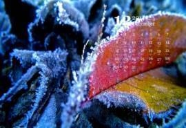 2014年12月日历壁纸秋冬的美丽树叶唯美高清图片合集(一)