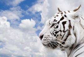 大自然森林之王凶猛老虎高清桌面壁纸下载第二辑