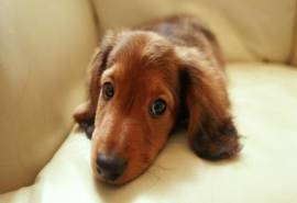 宠物狗狗腊肠犬动物图片高清电脑桌面壁纸下子(二)