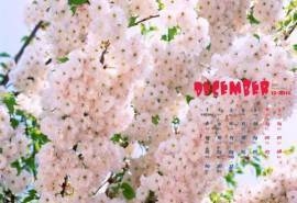 2014年12月日历绿色植物背景唯美粉色樱花高清电脑壁纸图片下载