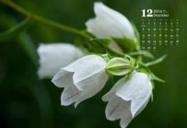 2014年12月日历精选绿色护眼植物铃兰花高清壁纸图片