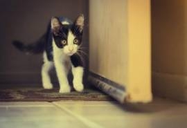 卖萌可爱猫咪高清图片大全宽屏电脑桌面壁纸下载第一辑