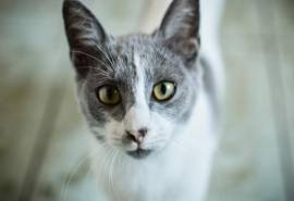 卖萌可爱猫咪高清图片大全宽屏电脑桌面壁纸下载第二辑