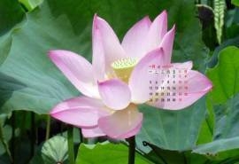 2015年1月日历清新的淡粉荷花绿色护眼桌面壁纸高清下载