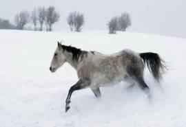 美丽冬季雪地上奔跑的骏马高清图片雪中动物桌面壁纸下载