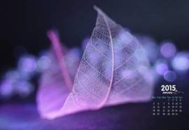 2015年1月日历壁纸唯美梦幻的树叶脉络艺术特写高清图片下载