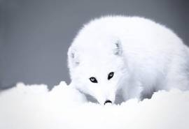 冬季雪地上的美丽白狐狸高清图片雪中动物桌面壁纸下载