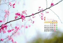2015年1月日历春天春景花朵高清电脑桌面壁纸图片下载(一)