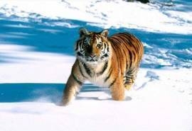 精选冬季雪中动物百兽之王老虎高清图片桌面壁纸下载第一辑