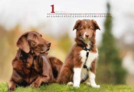 2015年1月日历壁纸惹人怜爱的可爱狗狗边境牧羊犬高清图片(一)