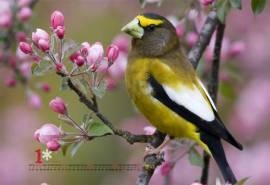 2015年1月日历壁纸大自然动物图片枝头上的可爱小鸟清晰图集