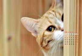 2015年1月日历壁纸机灵可爱的萌宠小猫咪高清图片下载