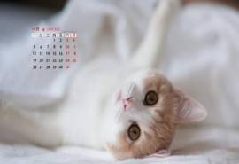 2015年1月日历壁纸雪白的白色猫咪高清素材图片大全下载第二辑