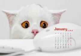 2015年1月日历壁纸雪白的白色猫咪高清素材图片大全下载第三辑
