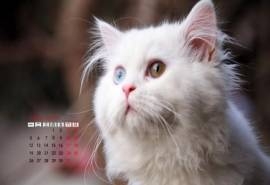 2015年1月日历壁纸雪白的白色猫咪高清素材图片大全下载第四辑