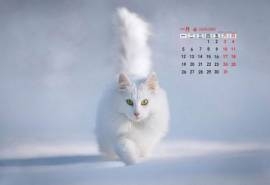 2015年1月日历壁纸动物宠物之白色小猫高清素材图片合集5P(二)