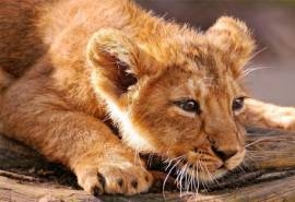 精选自然界猛兽动物狮子老虎豹子高清素材图片桌面壁纸下载第二辑