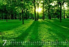2015年7月日历精选绿色森林丛林密语高清桌面壁纸下载