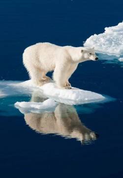 高清保护自然野生动物安卓手机壁纸下载