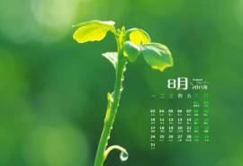 高清雨水2022年8月日历壁纸绿色护眼青草水滴日历桌面壁纸
