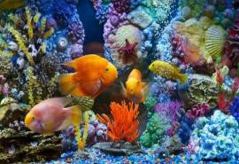 高清海洋美景海底世界高清壁纸梦幻水族馆屏保图片壁纸下载