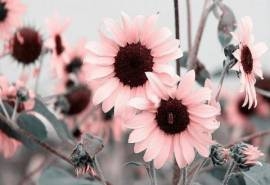 粉色菊花图片电脑宽屏壁纸下载