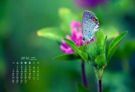 2016年3月日历停在花草上的美丽的蝴蝶桌面壁纸图片大全下载