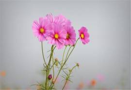 高清鲜花精选波斯菊图片壁纸