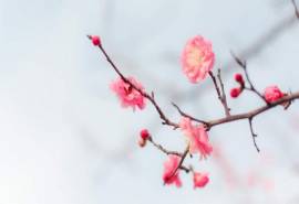 春天春景里的花儿唯美花卉风景美图桌面壁纸