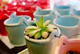 唯美小清新盆栽风景桌面壁纸下载